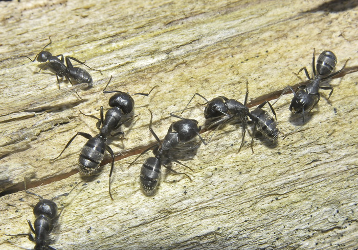 L''albero dei formicoloni (Camponotus vagus)